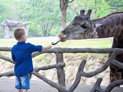 在动物园喂长颈鹿的男孩图片