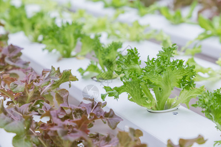 不同肤色水栽培农场的有机绿色蔬菜沙拉用于健康粮食和农业概念设计水栽培是一种非土壤植物背景