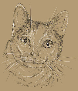 以黑白颜色绘制的猫猫黑白单色画像手绘插图图片