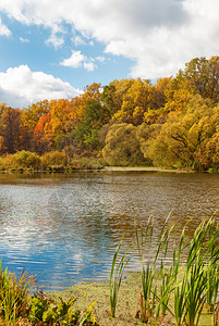 美丽的秋天风景湖岸有丰富多彩的树木和灌背景图片