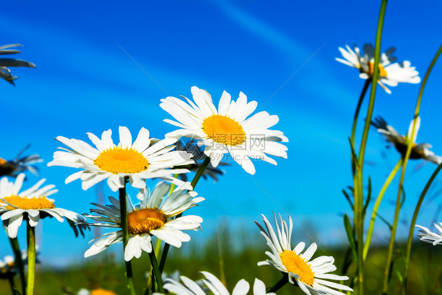 蓝色天空背景的白菊花美丽风景阳光中花朵白色的夏季田地图片