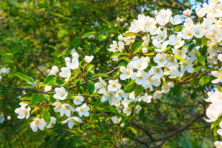 真正的珍珠白花苹果树美丽的春花图片