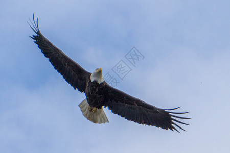 在阿拉斯卡发现的飞行中秃鹰头高清图片