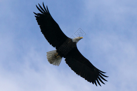 飞翔的鹰在阿拉斯卡发现的飞行中秃鹰头背景