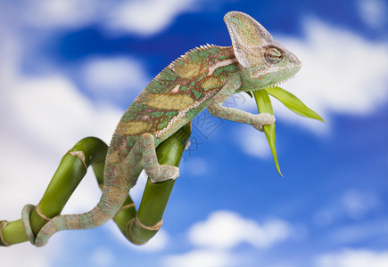 天空背景爬行动物变色龙蜥蜴绿色变龙天背景的利沙高清图片