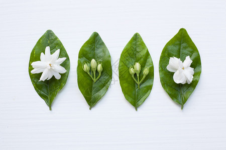 白色的茉莉花背景的茉莉花图片