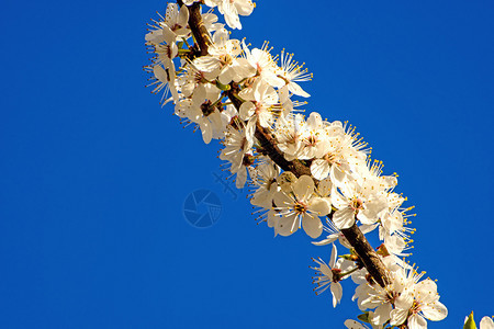蓝色的天空上闪耀着米拉贝花朵图片