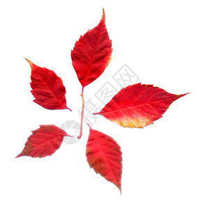红色秋天的处女座爬行者白背景的叶子图片