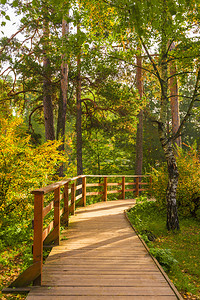 在阳光明媚的奥克托白日秋天公园的木条小路背景图片