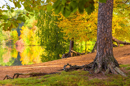 城市公园的秋天风景湖和树木的象背景图片