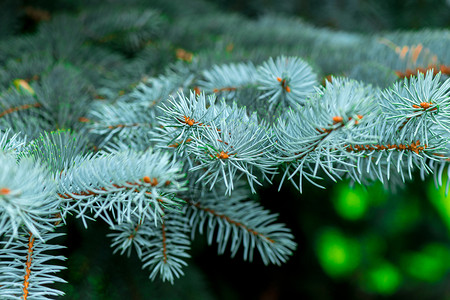 一个美丽的蓝色云杉的针叶的特写自然宏图背景图片