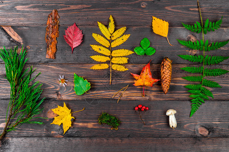木制桌板上成的秋叶锥子蘑菇和浆果森林植物最高视图图片