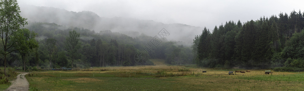 美丽的阴暗景色绿林山巷子牛群在草地上夏天的清晨在德国布伦斯巴赫镇附近图片