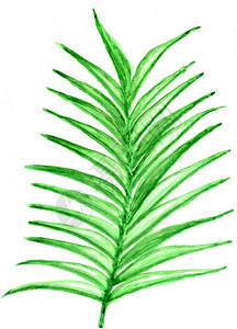 装饰大绿色热带叶水彩插图背景图片