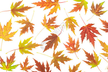 秋天的树叶白上孤立的树叶图片