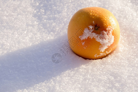 新鲜白雪背景的美味橙子水果图片