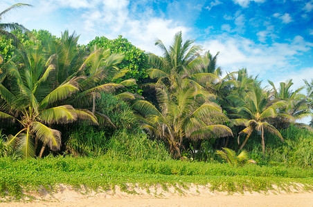 沙滩和天空上的热带棕榈概念生态保护探索世界美丽图片