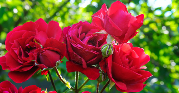 夏花园的美丽玫瑰阳光明媚的一天宽广照片背景图片