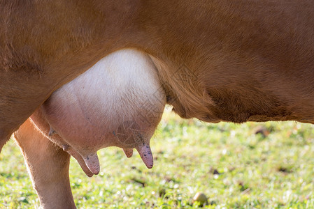 棕红色奶牛肿胀的乳房近视角图片