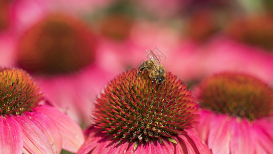蜜蜂在紫锥菊粉色和红色花朵上的特写图片