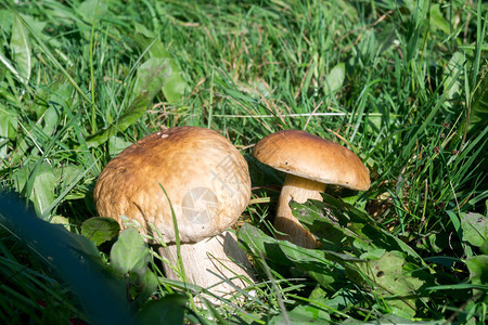食用蘑菇绿草里的猪肉蘑菇图片