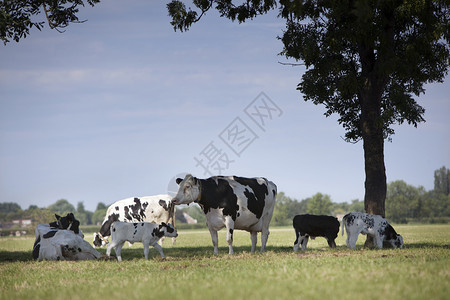 蓝天大树背景的牛群图片