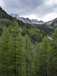 森林和雪盖山法国高地海拔阿尔卑斯山的西拉克附近图片