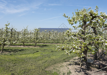 果园中的苹果树图片