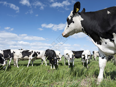 蓝天背景下的牛群肖像图片