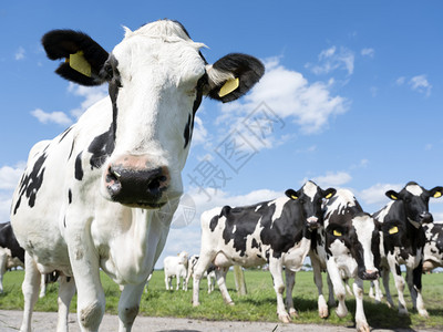 蓝天背景下的牛头肖像图片