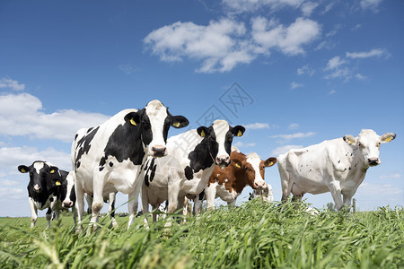 蓝天背景下的牛群肖像图片