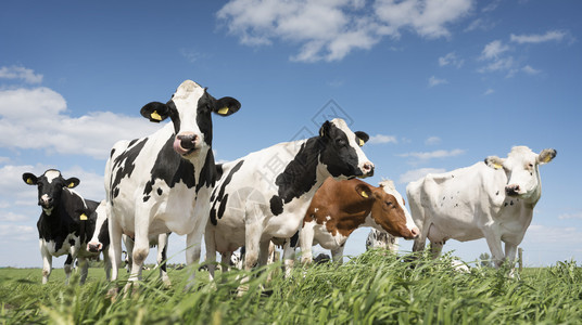 奶牛牛群肖像农村的高清图片素材
