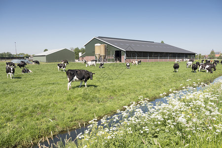 日夏阳光明媚的夏在有农场背景的内地牛群在达屈草地的牛群中图片