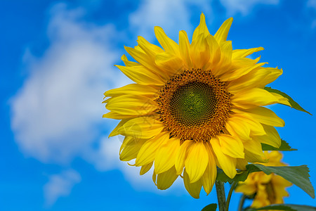 蓝色云天空背景的黄向日葵花复制空间背景图片