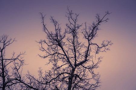 冬树的阴暗枝在城市公园里没有叶子被过滤图片
