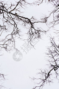 冬树的阴暗枝在城市公园里没有叶子图片