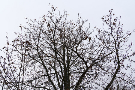 冬天枯萎的树枝图片