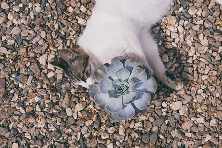 园林中的猫与盆栽图片