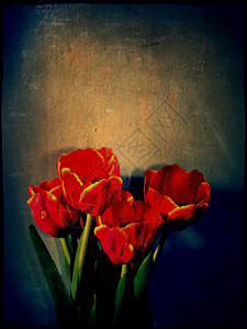 鲜艳红色郁金香花背景图片