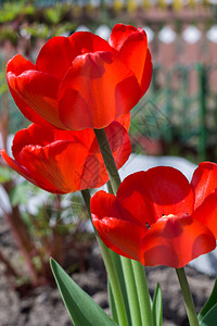 花园里有红色的郁金香花春天背景图片
