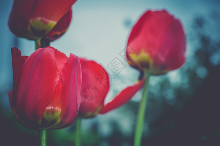 花园里有红色的郁金香花古老的春天背景图片