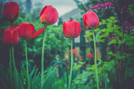 红色郁金香花花园里有红色的郁金香花古老的春天背景背景