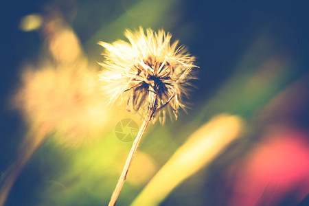 露迪利安的特写照片夏季花园里有种子图片