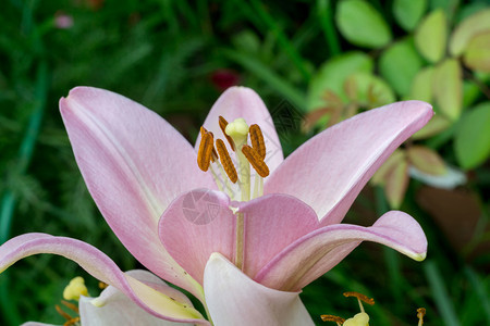 花园里粉红百合花图片