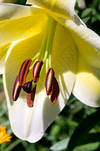 花园里的白百合花花蕊图片