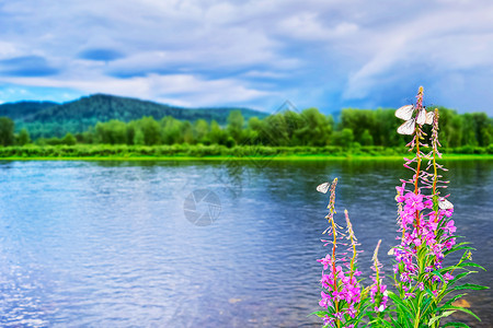美丽的湖泊风景天空多云花朵紫色河流风景花朵开夏天的河流风景图片