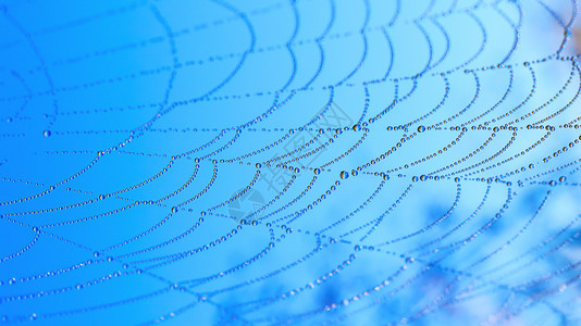 蜘蛛网上的水滴蓝天背景蜘蛛网晨露水滴图片