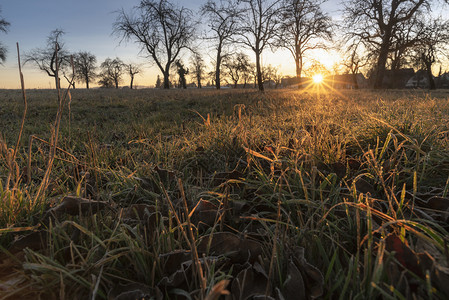 草原上布满了无叶树的果园草原上布满干枯和冰冻的草原由十二月的日出温暖图片