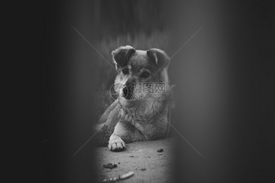 通过栅栏板拍到的亲狗照片黑白两色图片