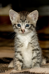 小可爱的灰色猫有黑条纹和斑点背景图片